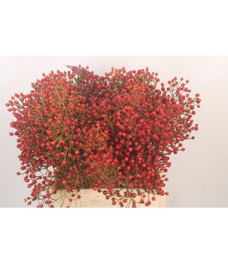 SLF Rosa Autumn Splash ( x 10 )