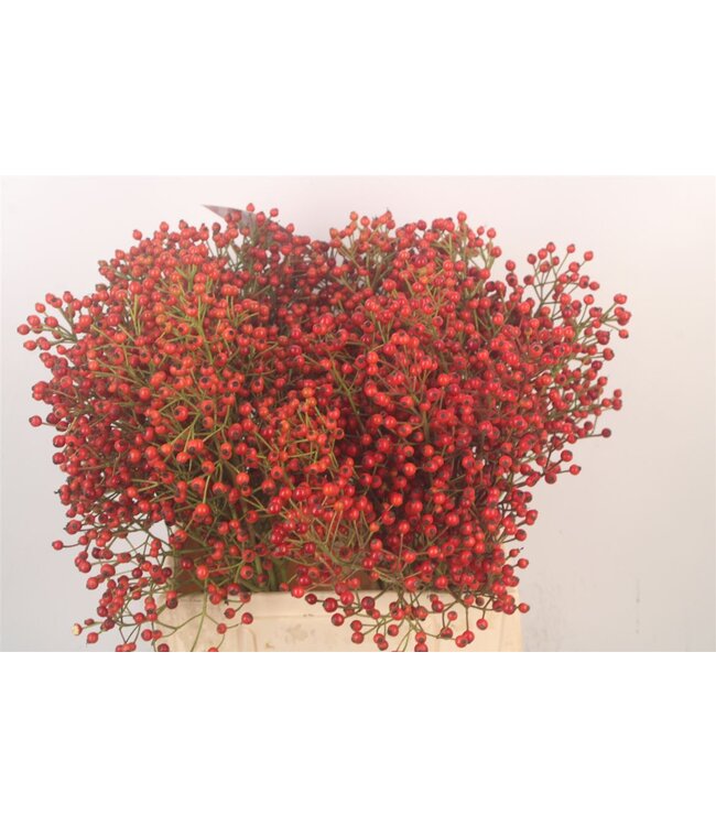 Rosa Autumn Splash ( x 10 )