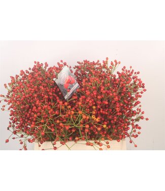 SLF Rosa Autumn Splash ( x 10 )