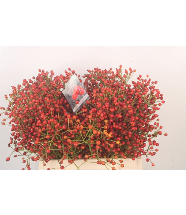 Rosa Autumn Splash ( x 10 )