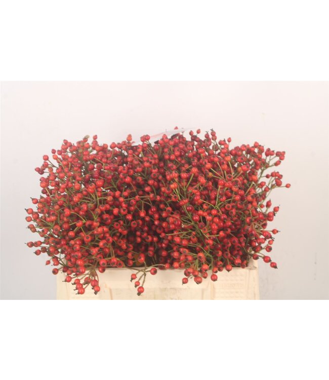 Rosa Autumn Splash ( x 10 )