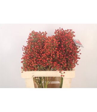 SLF Rosa Autumn Splash ( x 10 )