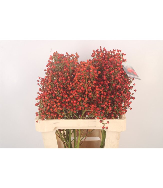 Rosa Autumn Splash ( x 10 )