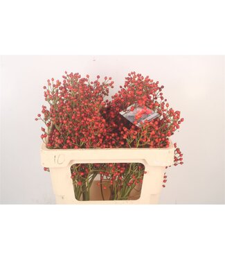 SLF Rosa Autumn Splash ( x 10 )