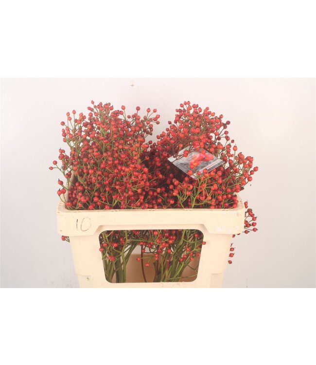 Rosa Autumn Splash ( x 10 )
