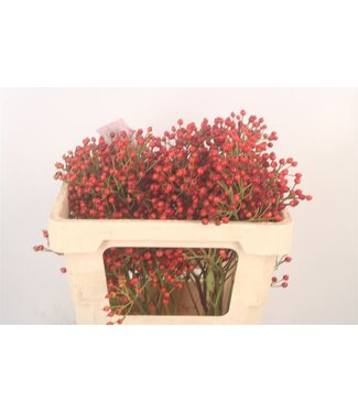 SLF Rosa Autumn Splash ( x 10 )