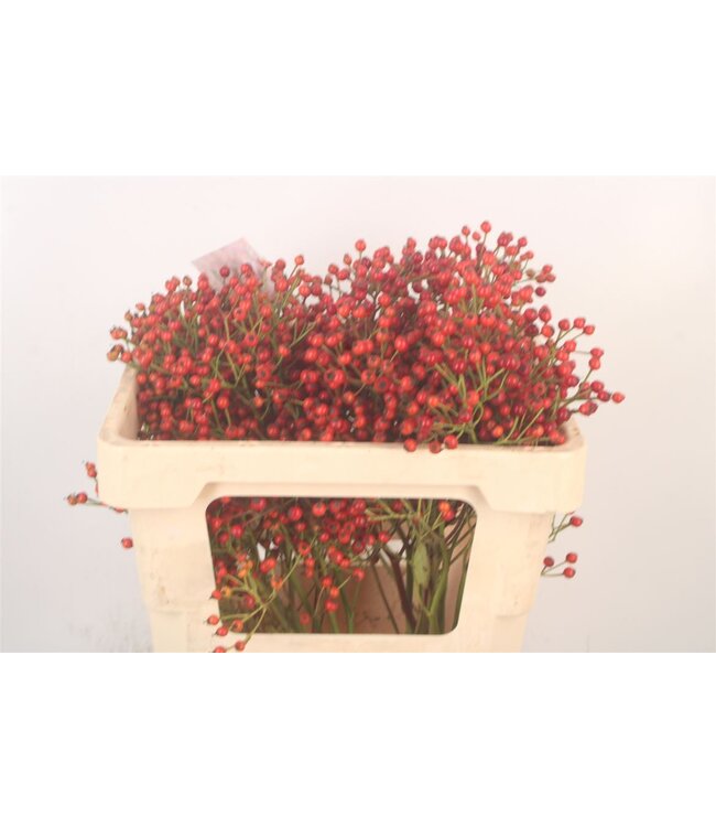 Rosa Autumn Splash ( x 10 )