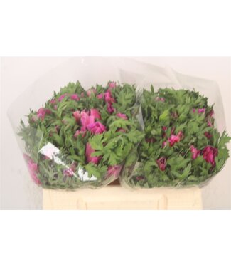 SLF Anemone Mistral Fuchsia ( x 50 )