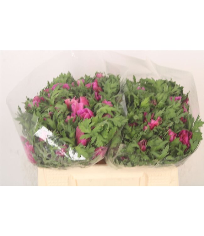 Anemone Mistral Fuchsia ( x 50 )