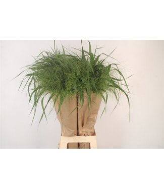 SLF Siergras Panicum Fountain ( x 50 )