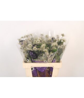 SLF Clematis Amazing Kibo ( x 10 )