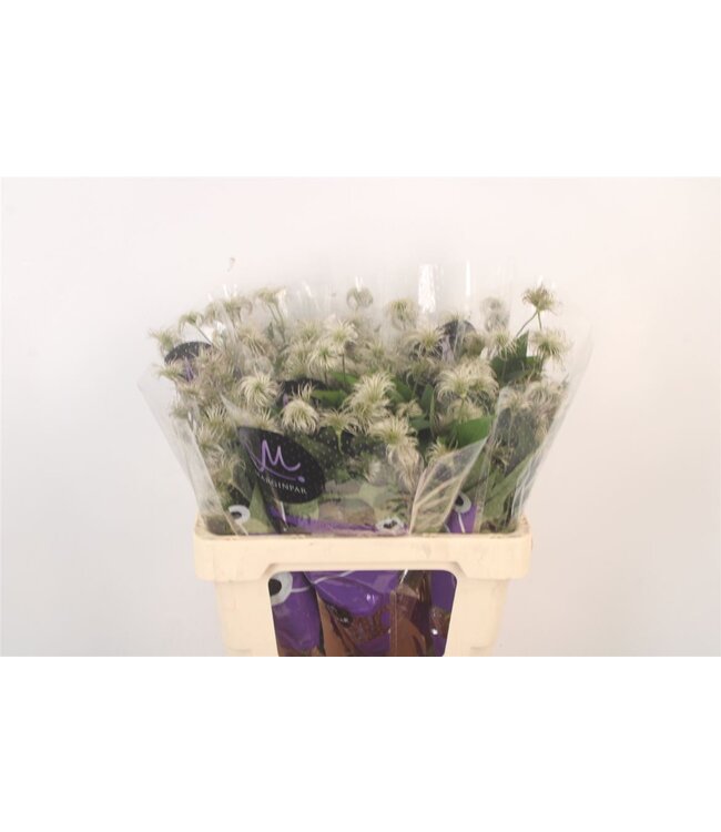 Clematis Amazing Kibo ( x 10 )