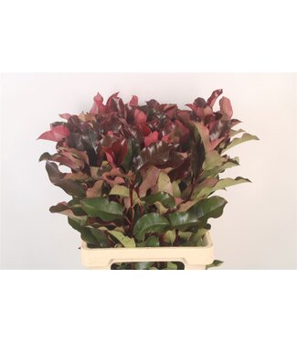 SLF Photinia Purple Peter ( x 10 )