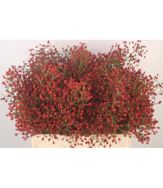 SLF Rosa Plenty ( x 25 )