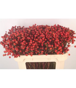 SLF Rosa Red Hooijdonk ( x 10 )