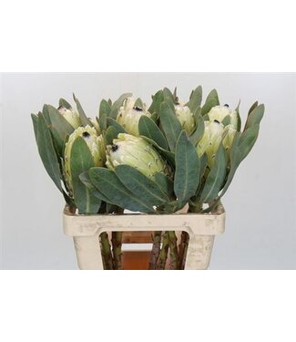 SLF Protea M Polar Prince ( x 5 )