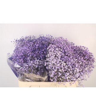 SLF Gyps Klb Lavender ( x 25 )