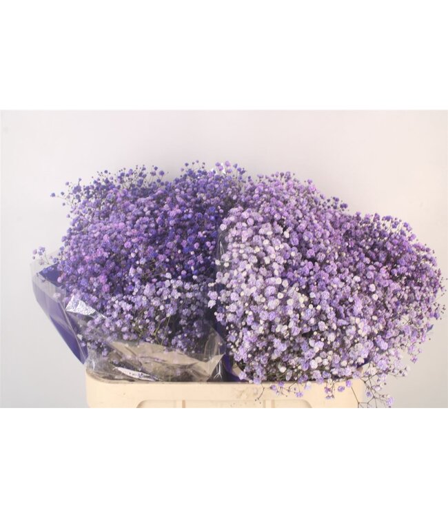 Gyps Klb Lavender ( x 25 )