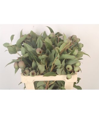 SLF Euc Bell Gum ( x 10 )
