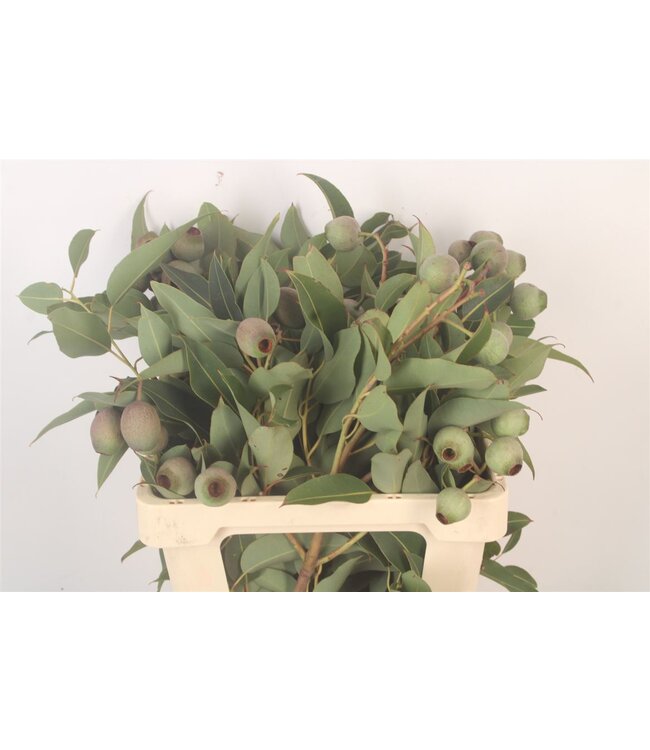 Euc Bell Gum ( x 10 )