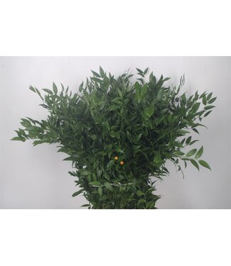 SLF Ruscus It. Per Bunch 200 Gram ( x 10 )