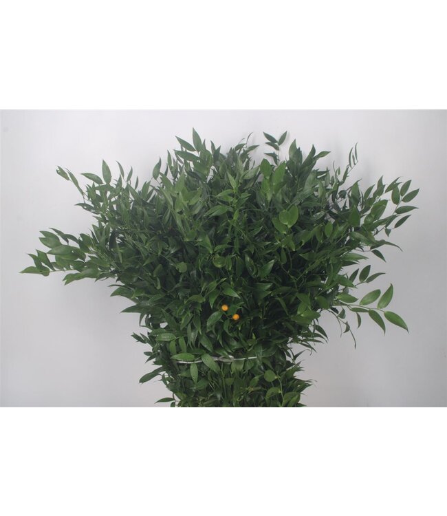 Ruscus It. Per Bunch 200 Gram ( x 10 )