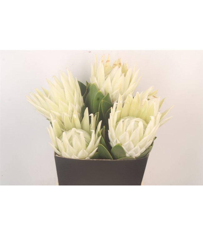 Protea M Ice Queen ( x 5 )