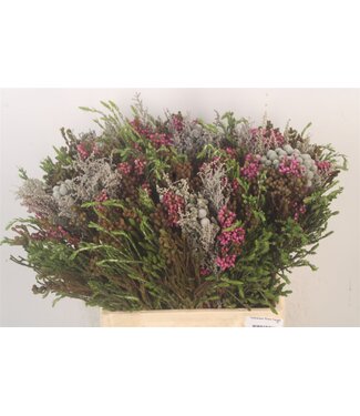 SLF Erica Bqt Cape Mix Naturel ( x 5 )