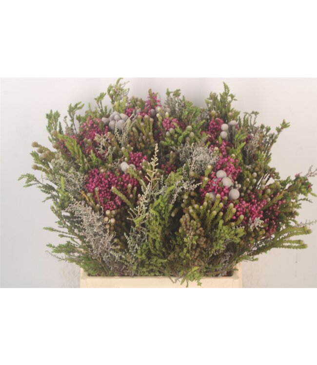 Erica Bqt Mix Premium ( x 5 )