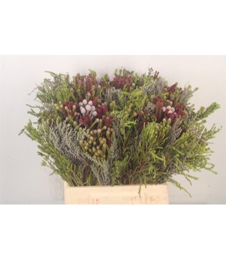 SLF Erica Bqt Mix Tint ( x 5 )