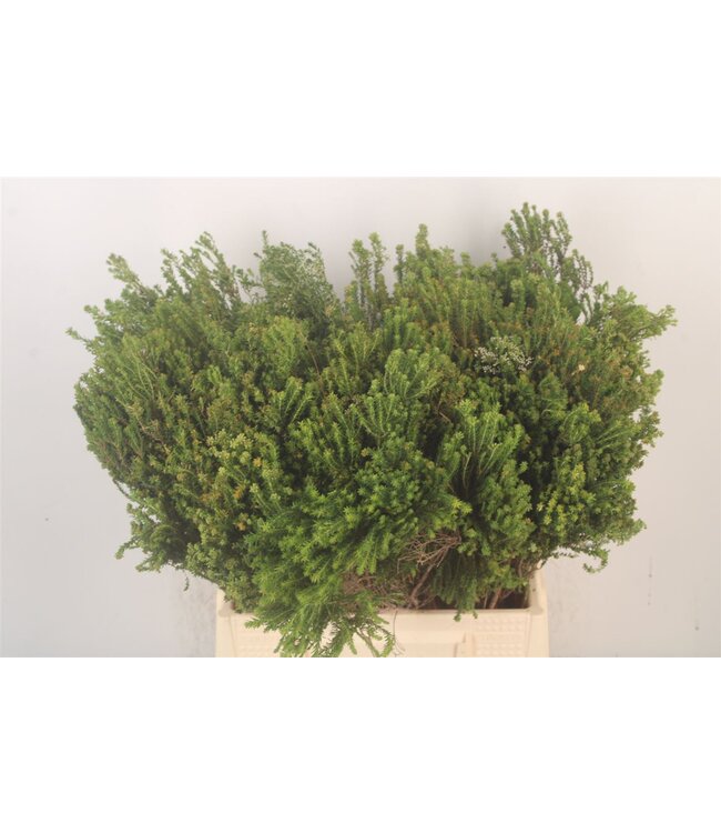 Kaaps Agathosma ( x 10 )