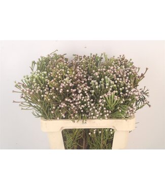 SLF Kaaps Silver Brunia Spray ( x 10 )