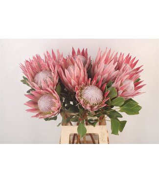 SLF Protea Cynaroides ( x 5 )