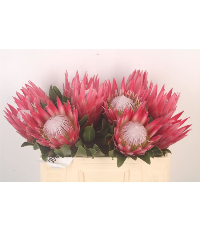 Protea Cy Madiba ( x 5 )