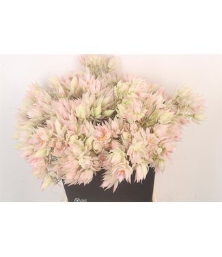 SLF Serruria F Sup Blush ( x 10 )