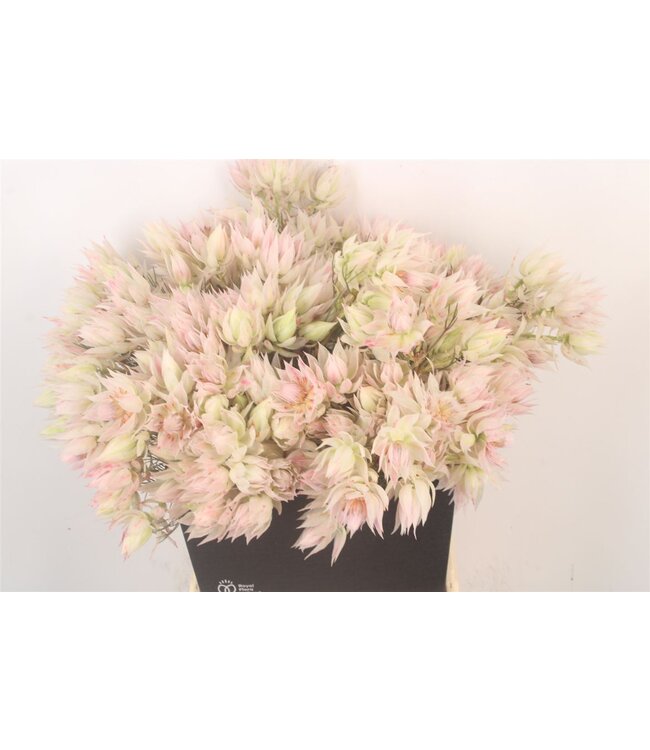 Serruria F Sup Blush ( x 10 )