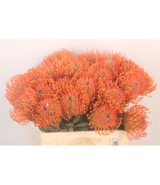 SLF Leuco Ayoba Man Zest ( x 10 )
