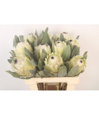 SLF Protea M Polar Princ ( x 5 )