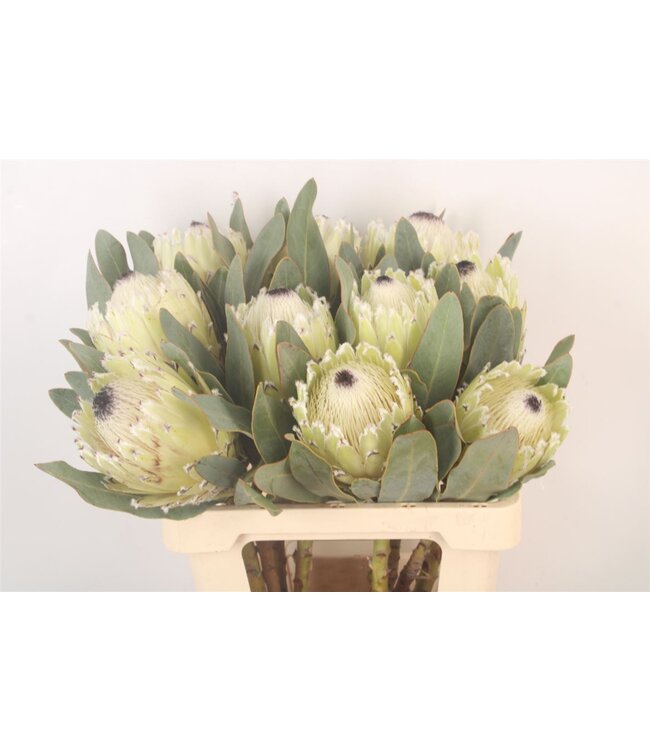 Protea M Polar Princ ( x 5 )