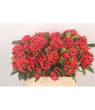 SLF Skimmia Berry Bunch! ( x 6 )