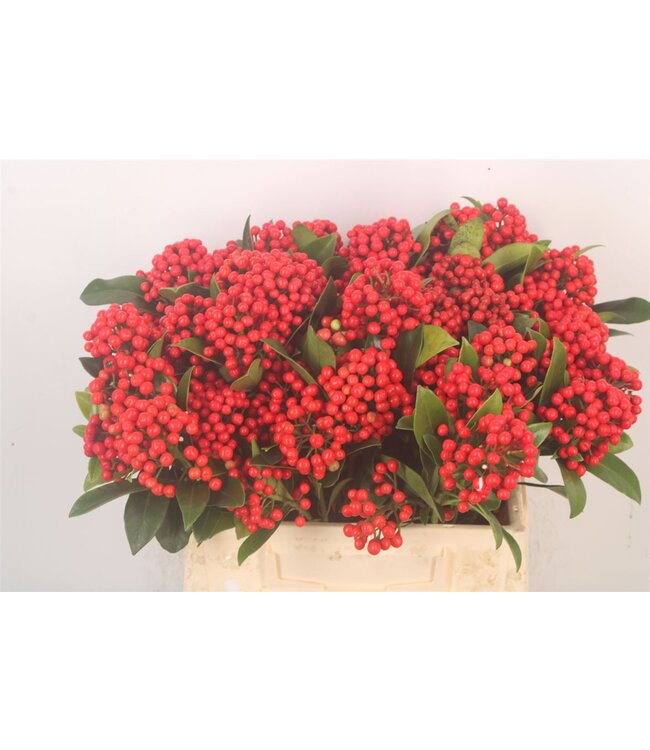 Skimmia Berry Bunch! ( x 6 )