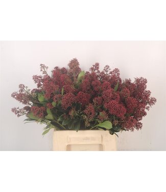 SLF Skimmia Rubella Red Bunch ( x 5 )