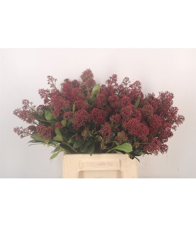 Skimmia Rubella Red Bunch ( x 5 )