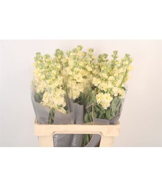 SLF Matth Iron Yellow ( x 10 )