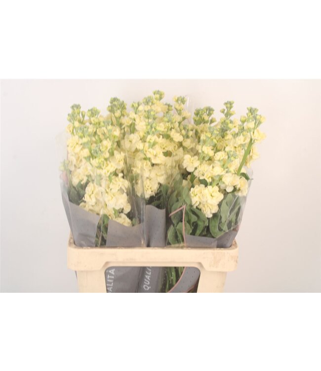 Matth Iron Yellow ( x 10 )