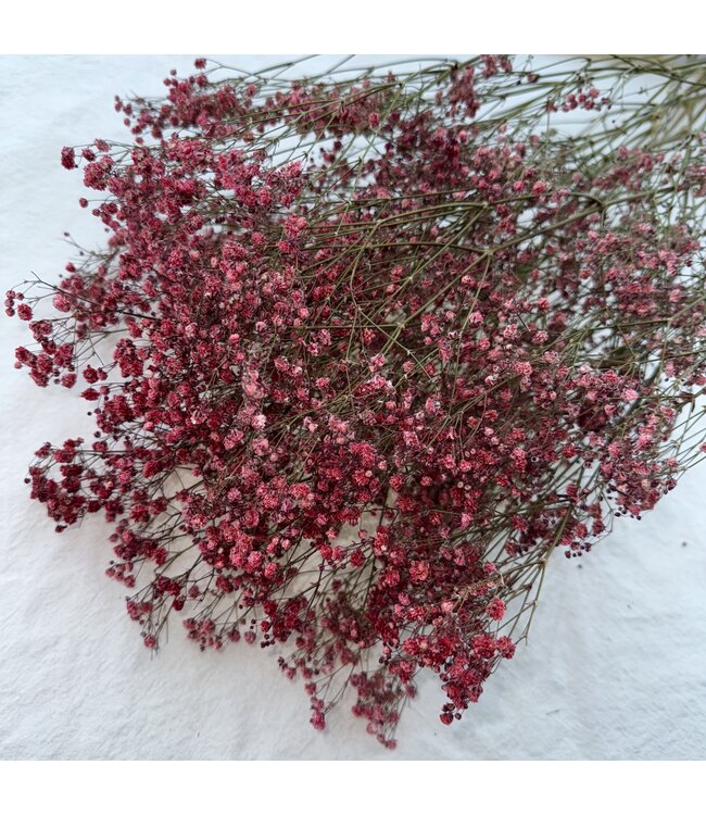 Red dried Gypsophila "Romantic Red" Gypsophila dried flowers | Length ± 60 centimetres | Available per bunch of 5 stems
