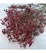 Red dried Gypsophila "Romantic Red" Gypsophila dried flowers | Length ± 60 centimetres | Available per bunch of 5 stems