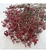 Red dried Gypsophila "Romantic Red" Gypsophila dried flowers | Length ± 60 centimetres | Available per bunch of 5 stems