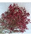 Red dried Gypsophila "Romantic Red" Gypsophila dried flowers | Length ± 60 centimetres | Available per bunch of 5 stems