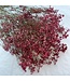 Red dried Gypsophila "Romantic Red" Gypsophila dried flowers | Length ± 60 centimetres | Available per bunch of 5 stems